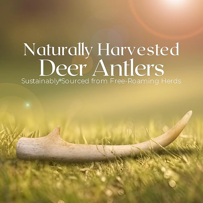 Premium White Tail Deer Antler Dog Chews, 100% All Natural, Naturally Shed Antlers, Select Cut to Size, Sanded Smooth, Dog Bones (1 Pack) (Medium)