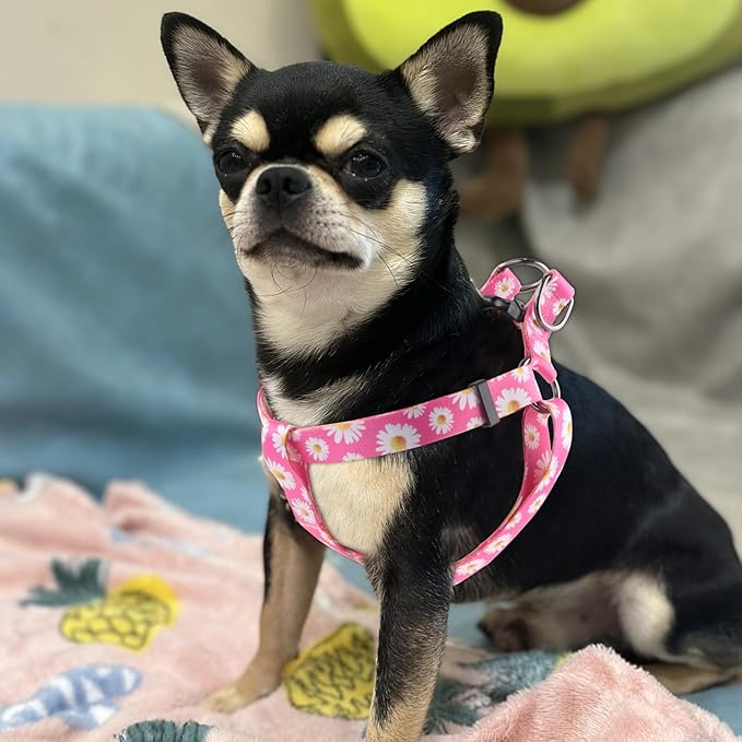 QQPETS Dog Harness Leash Set Adjustable Heavy Duty No Pull Halter Harnesses for Small Medium Large Breed Dogs Back Clip Anti-Twist Perfect for Walking (XS(12"-18" Chest Girth), Daisy)