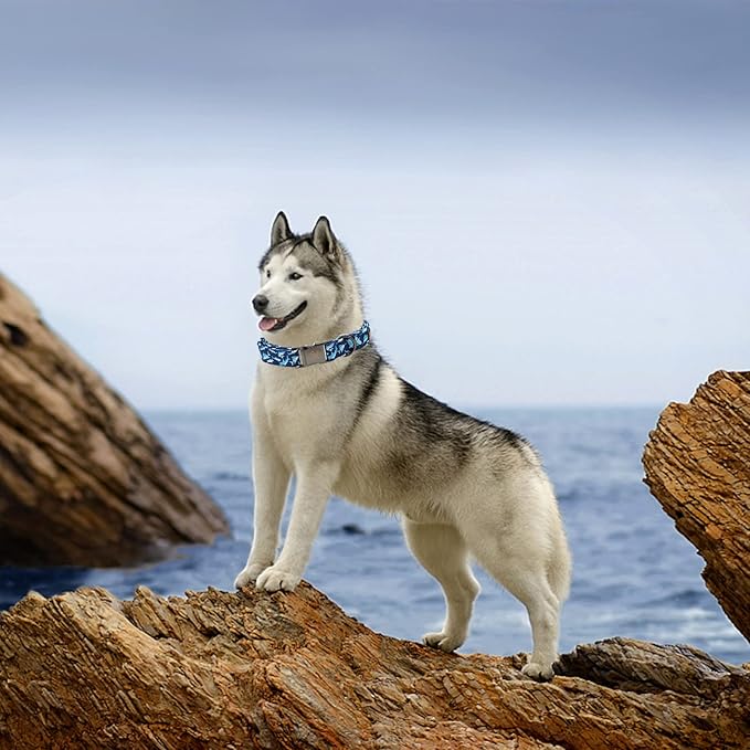 Elegant little tail Dog Collar, Blue Shark Pattern Pet Collar Durable Cute Dog Collars Male or Female Pet Gift Adjustable Dog Collar for X-Small Dogs