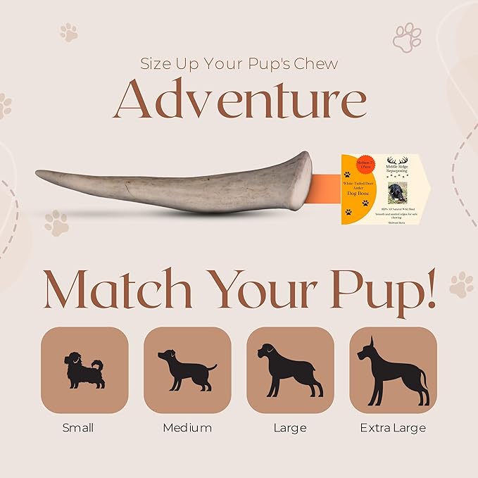 Premium White Tail Deer Antler Dog Chews, 100% All Natural, Naturally Shed Antlers, Select Cut to Size, Sanded Smooth, Dog Bones (1 Pack) (Small)