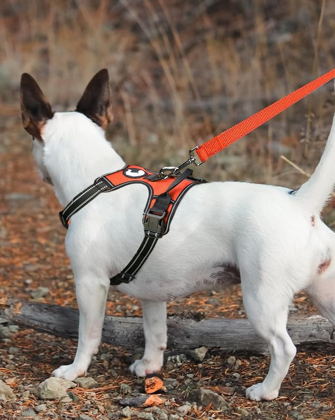 Joytale Dog Leash Heavy Duty for Small Medium Dogs, 5 FT Reflective Nylon Pet Walking Lead with Soft Padded Handle, Durable & Tangle Free for Training, Running & Safety Control, Orange
