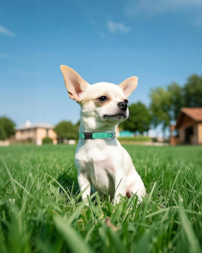 Joytale Small Dog Collar, Reflective and Adjustable Nylon Collar with Quick-Release Buckle, Lightweight No-Choke Design for Puppy and Extra Small Dogs, Teal, XS