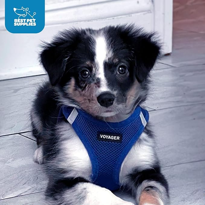 Best Pet Supplies Voyager Step-in Air Harness - All Weather Mesh, Reflective, No Pull Harness for Dogs, Cats - Secure with Hook & Loop Fastener, Buckle, Double D-Rings - Royal Blue, XXS