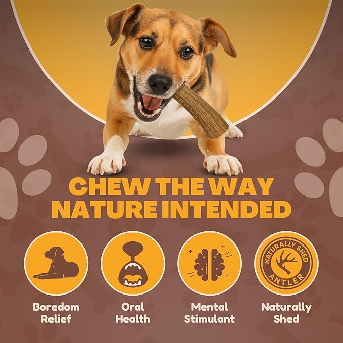 WhiteTail Naturals - Antlers for Small Dogs (3 Pack) Deer Antler Dog Chew Bones for Small Aggressive Chewers - Long Lasting Horn Chew Toys - Naturally Shed