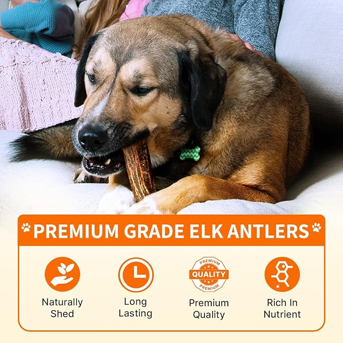 Tibetan Dog Chew Antler