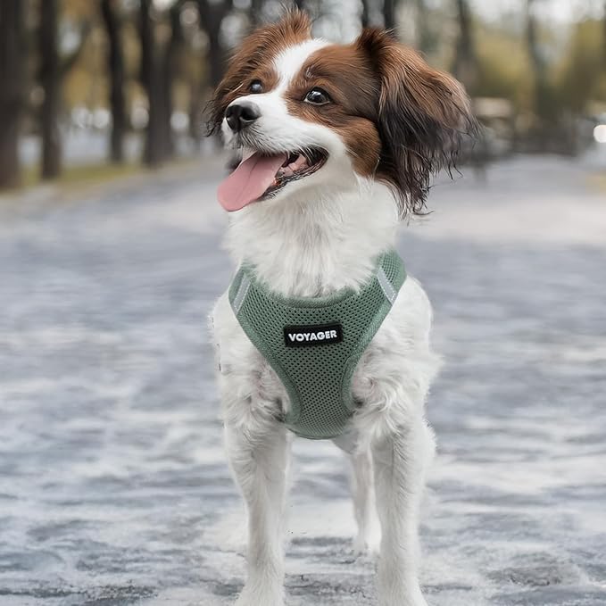 Best Pet Supplies Voyager Step-in Air Harness - All Weather Mesh, Reflective, No Pull Harness for Dogs, Cats - Secure with Hook & Loop Fastener, Buckle, Double D-Rings - Moss Green, M