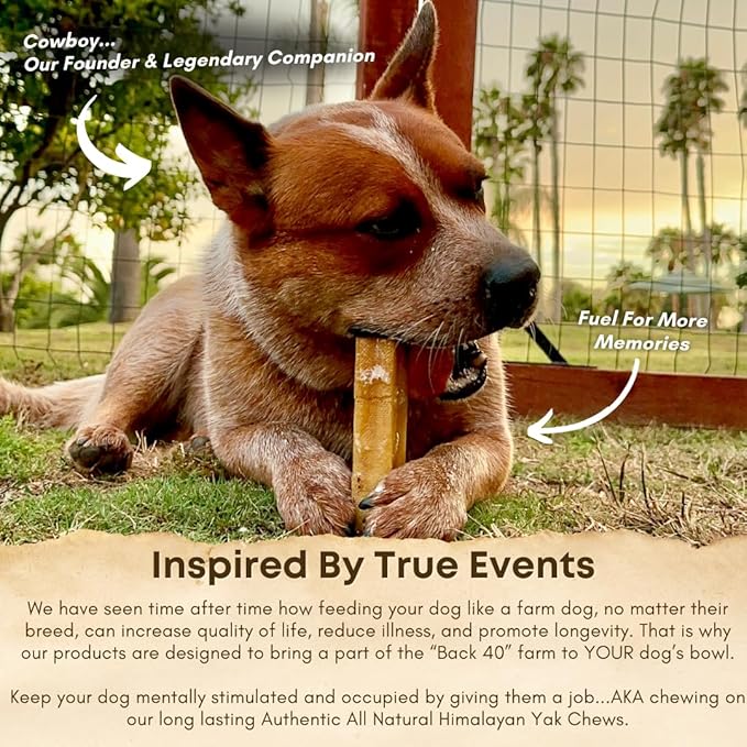 Yak Cheese Himalayan Dog Chews – Long-Lasting Natural Chews for Aggressive Chewers – 2-Ingredient, High Protein, Odorless, Dental Health Treats for Dogs (Large, 4 Pack)