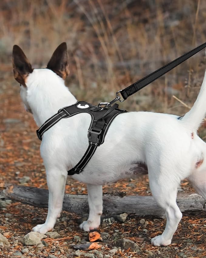 Joytale Dog Leash Heavy Duty for Small Medium Dogs, 6 FT Reflective Nylon Pet Walking Lead with Soft Padded Handle, Durable & Tangle Free for Training, Running & Safety Control, Black