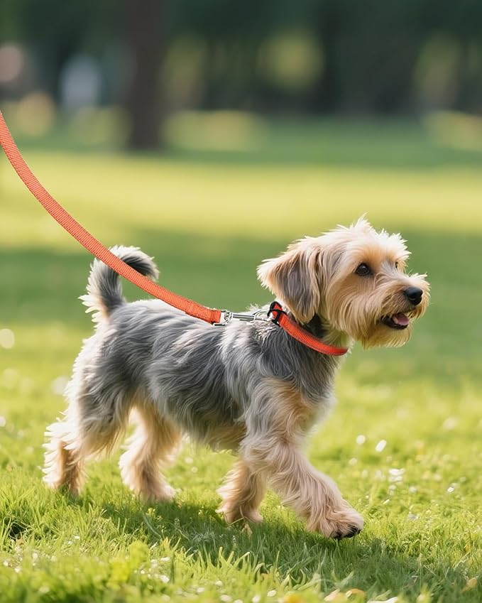 Joytale Small Dog Collar, Reflective and Adjustable Nylon Collar with Quick-Release Buckle, Lightweight No-Choke Design for Small Dogs, Orange, 5/8" Width