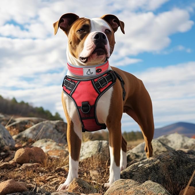Joytale Dog Collar for Medium Dogs, Neoprene Padded and Adjustable, Reflective Wide Heavy Duty Pet Collars with Durable Metal Belt Buckle for Walking, Red, M