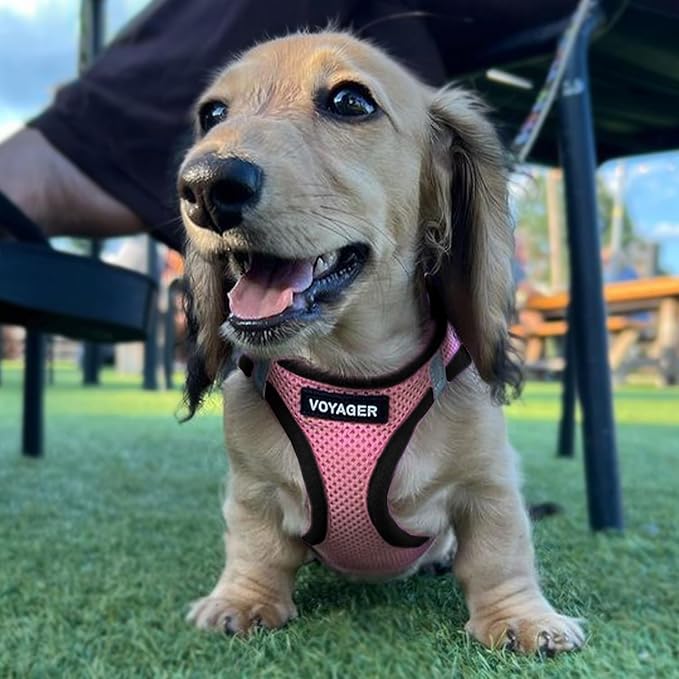 Best Pet Supplies Voyager Step-in Air Harness - All Weather Mesh, Reflective, No Pull Harness for Dogs, Cats - Secure with Hook & Loop Fastener, Buckle, Double D-Rings - Pink/Black Trim, L