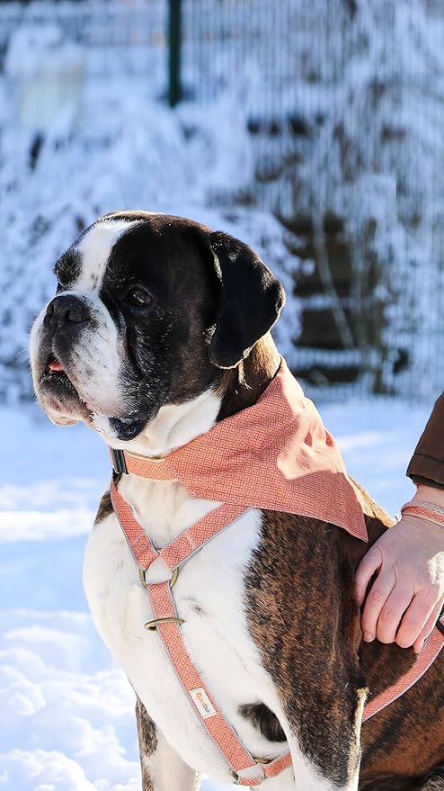 Pettsie Dog Bandana Collar with Matching Friendship Bracelet – Adjustable, Durable Hemp & Soft Cotton, Stylish & Comfortable Pet Bandana, Designed for Dog Lovers, Large, Orange
