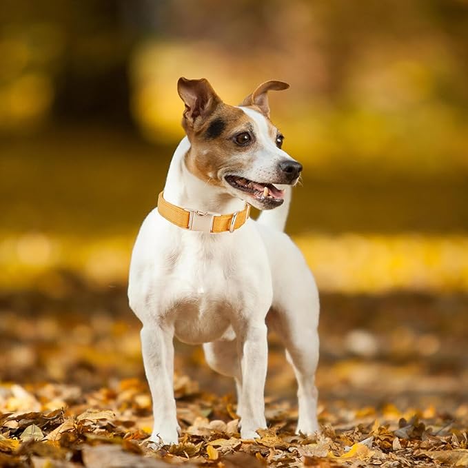 Soft Corduroy Fibric Dog Collar with High Grade Metal Buckle, for Small Dogs.(Orange,Small:10-15")