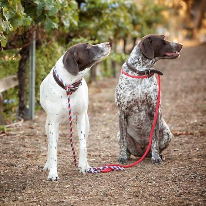 Cesar Millan Slip Lead Leash??- 2-in-1 Slip Collar Dog Training Lead & Collar | Heavy Duty Durable Weatherproof Rope Leash, No Pull Training | Length 4ft Diameter 4/10??Regular, Red/Olive)