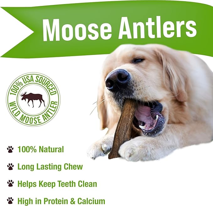 Buck Bone Organics Dog Chews, Moose Antlers for Dogs, Long Lasting Dog Bones for Aggressive Chewers, All Natural, No Preservatives, Wild Shed in The USA (Large)