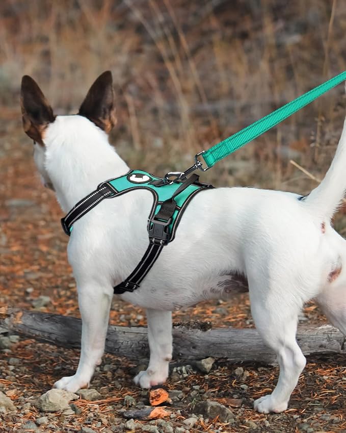 Joytale Dog Leash Heavy Duty for Small Medium Dogs, 5 FT Reflective Nylon Pet Walking Lead with Soft Padded Handle, Durable & Tangle Free for Training, Running & Safety Control, Teal