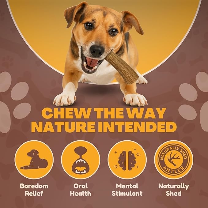 WhiteTail Naturals - Antlers for Small Dogs (10 Pack) Deer Antler Dog Chew Bones for Small Aggressive Chewers - Long Lasting Horn Chew Toys - Naturally Shed