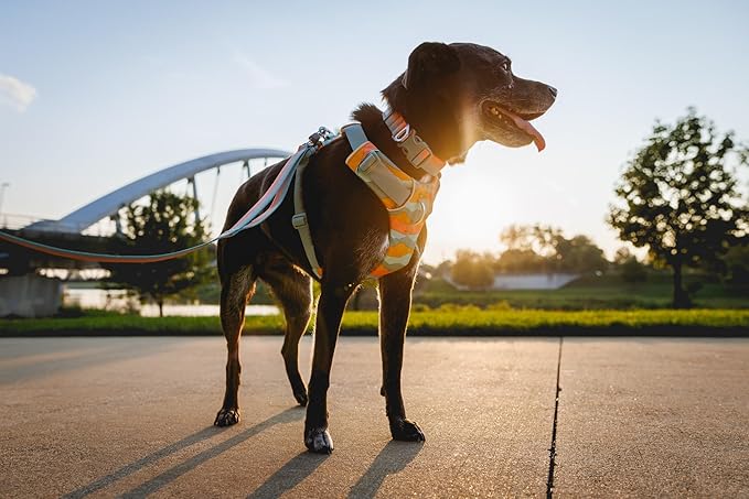 Ruffwear, Front Range Dog Collar, Adjustable Tubelok Webbing, Lightweight, Side Release Buckle, Aluminum V-Ring, Durable for Everyday Use, Coastal Fade, 20"-26"