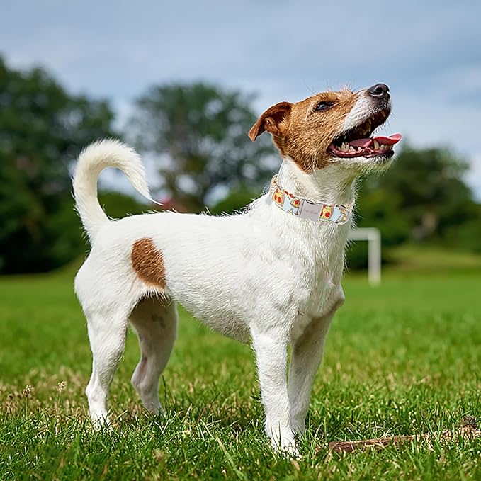 Unique style paws Dog Collar Metal Buckle Collar Gift for Small Medium Large Boys Girls Dogs, pizza