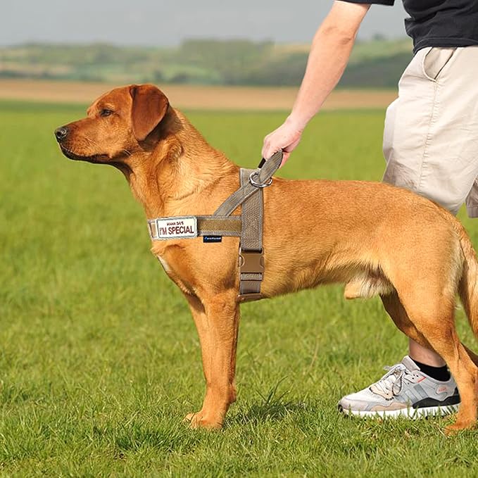 Annchwool No Pull Dog Harness with Padded Handle+5 Ft Leash,Reflective Strip Escape Proof and Quick Fit to Adjust Dog Harness,Easy for Training Walking for Small & Medium and Large Dogs(Brown-Set,L)