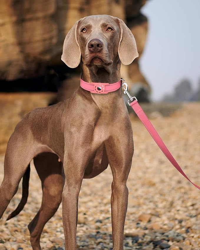 Reflective Dog Leash 6ft Soft Padded Handle Nylon Lead for Small & Medium Dogs, Durable Walking Training Leash for Night Safety (Neon Pink,3/4Inch Wide)