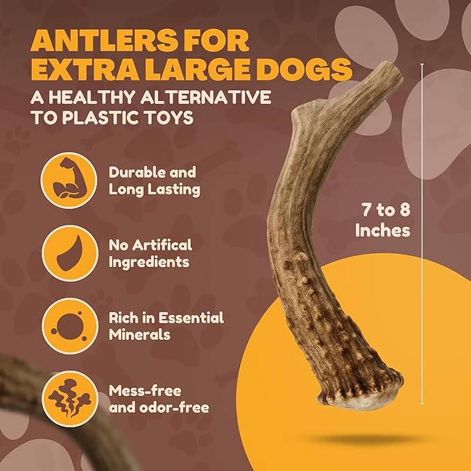 WhiteTail Naturals - Deer Antlers for Large Dogs - (1 Pack - Extra Large) - All Natural Dog Antler- Naturally Shed, Long Lasting Chew Bone, Crafted in USA for Aggressive Chewers