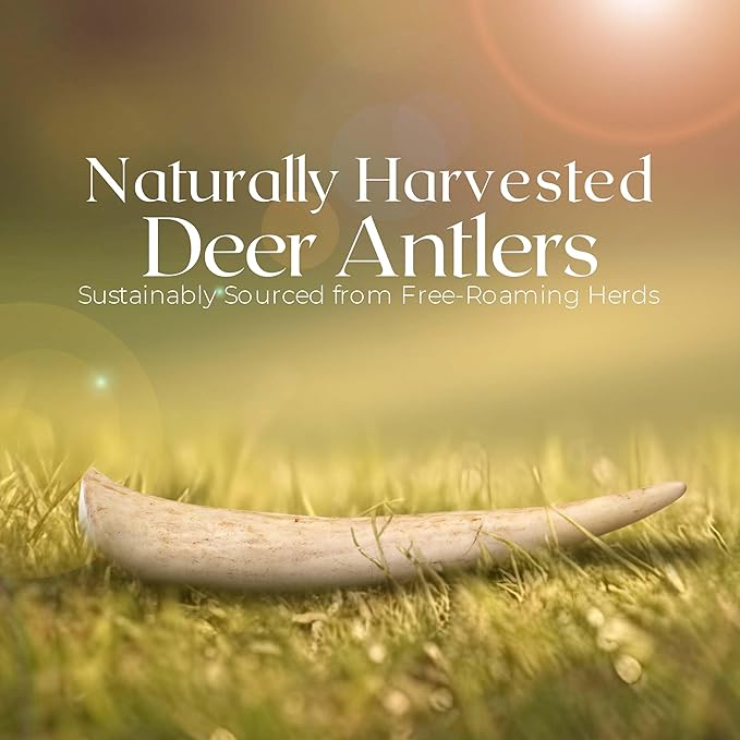 Premium White Tail Deer Antler Dog Chews, 100% All Natural, Naturally Shed Antlers, Select Cut to Size, Sanded Smooth, Dog Bones (1 Pack) (Small)
