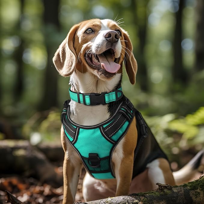 Joytale Reflective Dog Collar, Soft Neoprene Padded, Metal D-Ring, Nylon Pet Collar Adjustable for Large Dogs, Teal, L