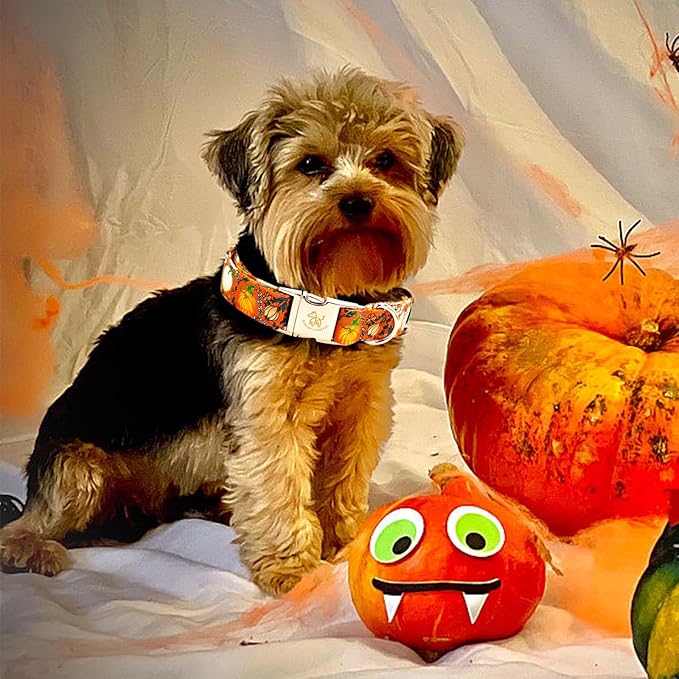 Elegant little tail Halloween Dog Collar, Pumpkin Print Pet Collar Fall Orange Puppy Cotton Collars Female or Male Dog Collars for Small Medium Large Dogs