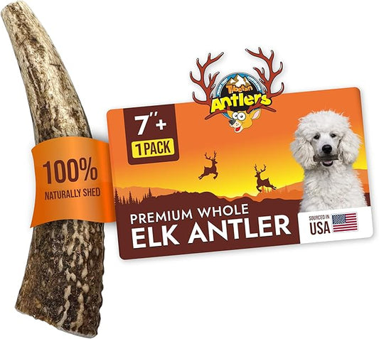 Tibetan Elk Antler for Dogs, Grade-A, 7"+ Premium Antler Chews, Naturally shed Healthy & Longer Lasting Aggressive chewers, USA Product (Whole)