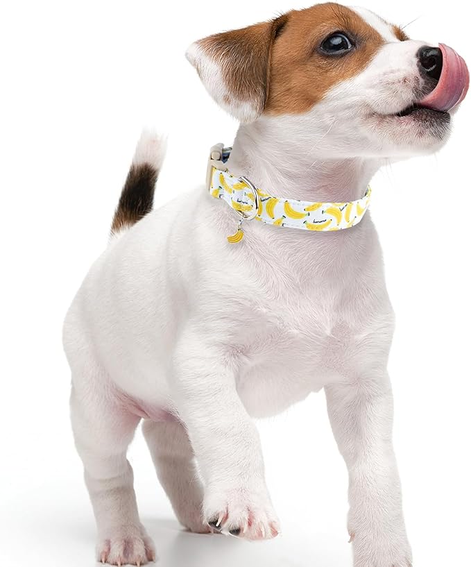 Faygarsle Cute Banana Print Dog Collar Spring Summer Design for Small Medium Large Dogs White and Yellow XS