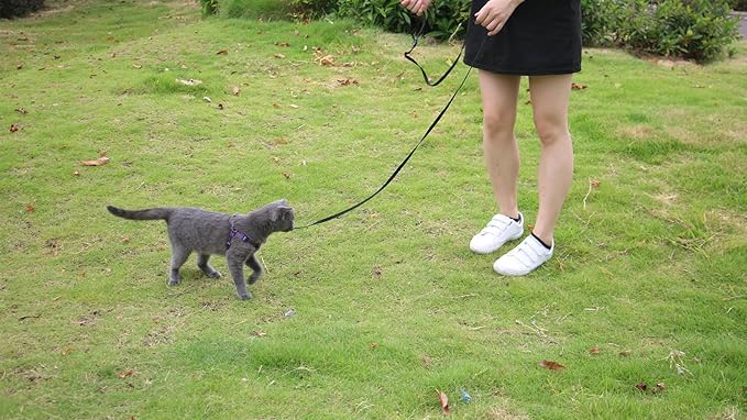 AMAGOOD 6 FT Cat Leash, Strong and Durable Traditional Style Leash with Easy to Use Collar Hook,Cat Lead Great for Cats (3/8 in x 6 ft,Black and Orange(2-Pack))