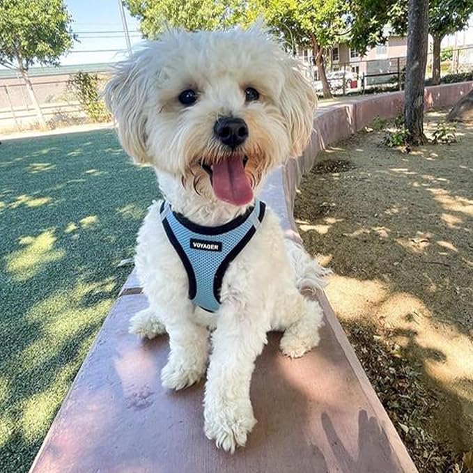 Best Pet Supplies Voyager Step-in Air Harness - All Weather Mesh, Reflective, No Pull Harness for Dogs, Cats - Secure with Hook & Loop Fastener, Buckle, Double D-Rings - Baby Blue/Black Trim, XS