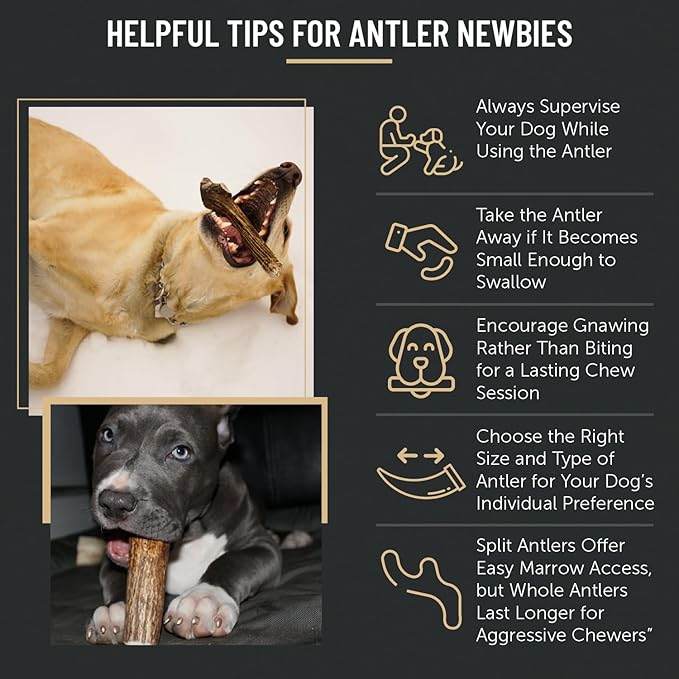 The Antler Box Premium Elk Antler Dog Chews (1 Pound Box) (Large (3 Pieces) Whole Only)
