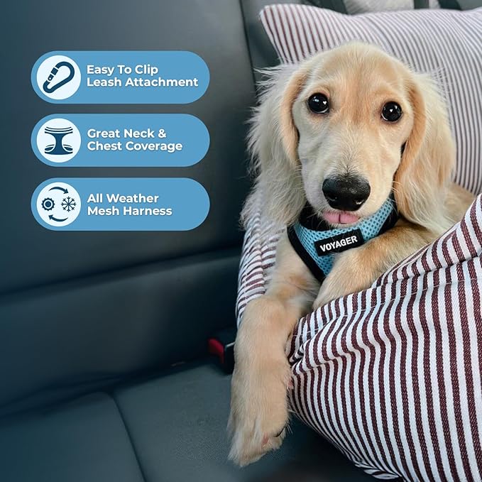 Best Pet Supplies Voyager Step-in Air Harness - All Weather Mesh, Reflective, No Pull Harness for Dogs, Cats - Secure with Hook & Loop Fastener, Buckle, Double D-Rings - Baby Blue/Black Trim, M