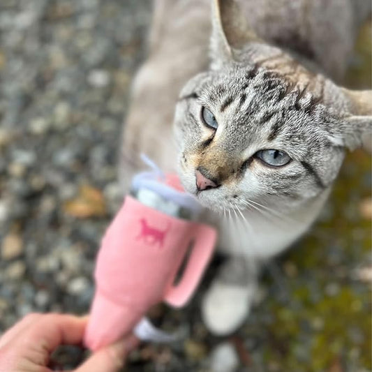 Kitty Cup Catnip Toy - Valentines & Birthday Cat Gift Toy with Catnip & Crinkle, Funny Gift for Girl Indoor Kitten (Pink Peach Dust)