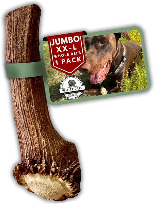 WhiteTail Naturals Whole Deer Antlers for X-Large Dogs (Jumbo-XXL) Naturally Shed, Long Lasting Antler Dog Chew Bone for Power Chewers