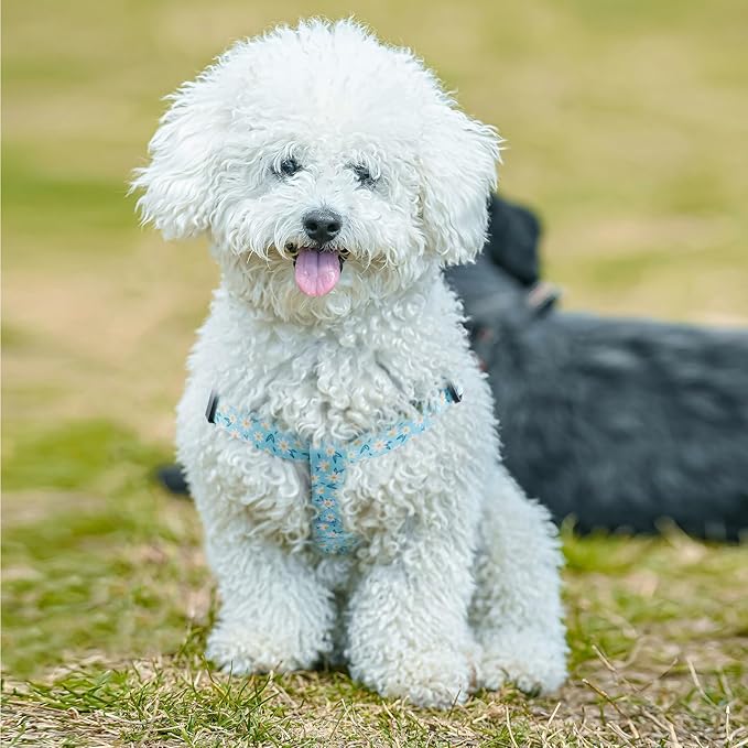 QQPETS Dog Harness Leash Set Adjustable Heavy Duty No Pull Halter Harnesses for Small Medium Large Breed Dogs Back Clip Anti-Twist Perfect for Walking