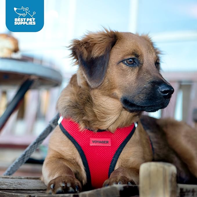 Best Pet Supplies Voyager Step-in Air Harness - All Weather Mesh, Reflective, No Pull Harness for Dogs, Cats - Secure with Hook & Loop Fastener, Buckle, Double D-Rings - Turquoise, M
