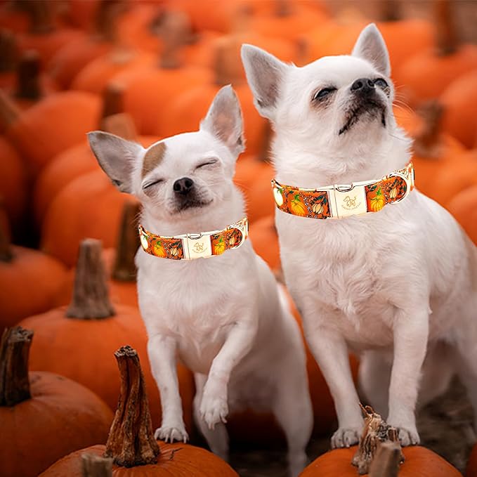 Elegant little tail Halloween Dog Collar, Pumpkin Print Pet Collar Fall Orange Puppy Cotton Collars Female or Male Dog Collars for Small Medium Large Dogs