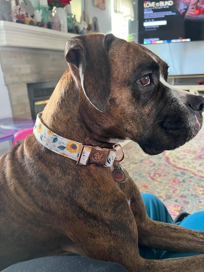 Elegant little tail Dog Collar, Sunflower Pattern Pet Collar Durable Cute Dog Collars Summer Fall Female Pet Gift Adjustable Dog Collar for Large Dogs