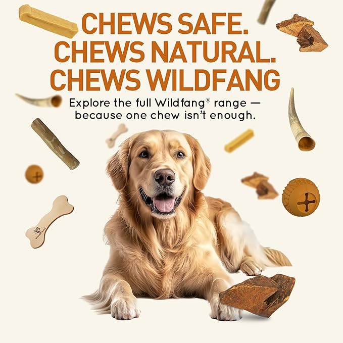 Wildfang® Briar Wood Chewing Root, XL - Splinter Free Wood Dog Chew Toys for Aggressive Chewer, Odorless Natural Teething Toys Dogs Dental Health, Healthy Gums (for Dogs 99-132 lbs), Pack of 1