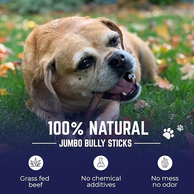 Devil Dog Pet Co. Jumbo Bully Sticks – 12 Inch, 6 Pack Dog Chews, 100% Natural, Single Ingredient, Free-Range Grass-Fed Beef – Long Lasting, Rawhide-Free Treats for Dogs