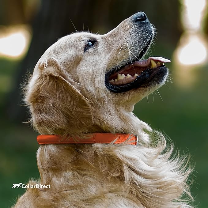 CollarDirect Rolled Leather Dog Collar, Soft Padded Round Puppy Collar, Handmade Genuine Leather Collar Dog Small Large Cat Collars 13 Colors (8-11 Inch, Orange Textured)