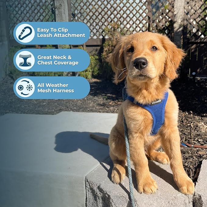 Best Pet Supplies Voyager Step-in Air Harness - All Weather Mesh, Reflective, No Pull Harness for Dogs, Cats - Secure with Hook & Loop Fastener, Buckle, Double D-Rings - Royal Blue, XXS