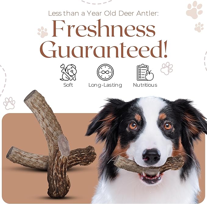 Premium White Tail Deer Antler Dog Chews, 100% All Natural, Naturally Shed Antlers, Select Cut to Size, Sanded Smooth, Dog Bones (3 Pack) (Large)