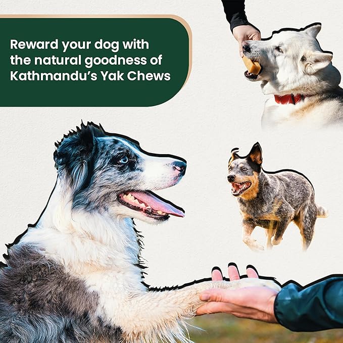KATHMANDU'S Authentic Yak Cheese Himalayan Dog Chews - All Natural and Protein-Rich Nutrition Dog Treats, Long Lasting Chews for Aggressive Chewers, Odor & Gluten Free Yak Chew | Large (Pack of 2)