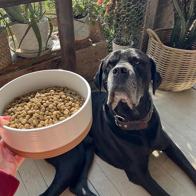Mora Ceramic Pet Bowl - Large Food/Water Dish for Large Dogs, Cats, Great Dane, Mastiff - 50oz or 8 Cups - Basic Bowls - Vanilla White