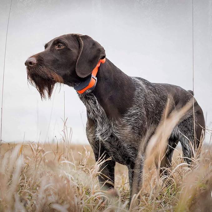 SportDOG Brand 3/4 Inch Collar Strap (Pack of 2)