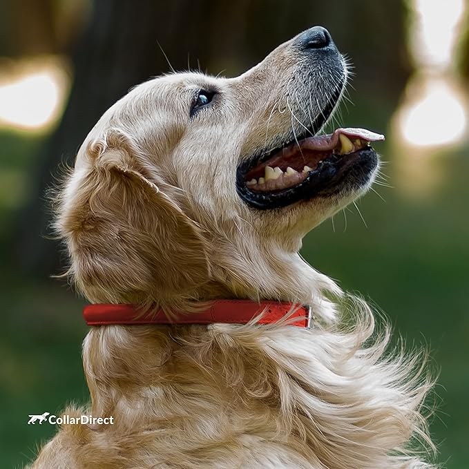CollarDirect Rolled Leather Dog Collar, Soft Padded Round Puppy Collar, Handmade Genuine Leather Collar Dog Small Large Cat Collars 13 Colors (15-19 Inch, Red Textured)